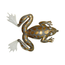 ISCA ARROW FROG 3.5CM SUPERFICIE 3.6G FLUTUANTE MARINE SPORTS