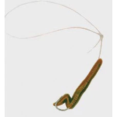 ISCA ARTIFICIAL MINHOCA-1 FISHTEX 